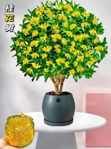 4树开花寓意吉祥，家居养护祈求好运