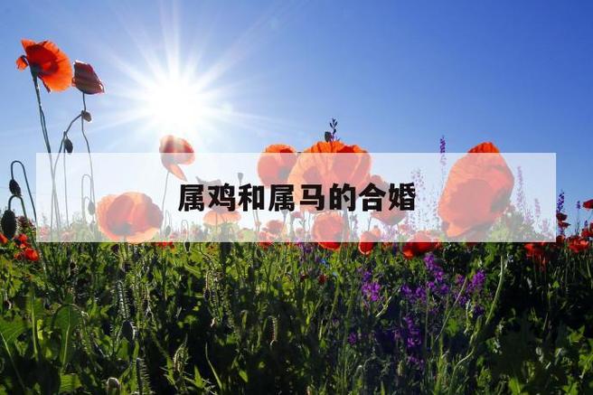 生肖女二婚逆袭：马鼠鸡如何找到幸福新篇章