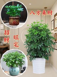 家居风水：六种美观吉祥植物，改善家宅好运来