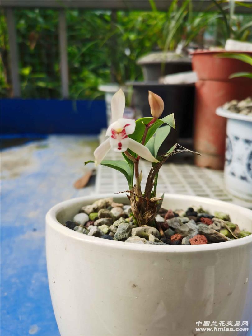 深秋生肖好运：鼠牛兔龙爱情旺财运丰