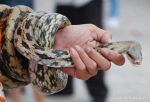 梦到蛇进宅的寓意与挑战：勇敢面对，迎接美好未来
