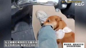 揭秘三狗咬梦：心理密码与应对困境之道