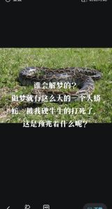 孕期神秘梦境：地下蛇影的象征意义与内心解读