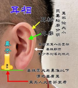 面相揭秘：招财耳福气耳与贵气耳预示好运