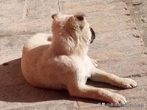 解密梦境：狗狗咬腿的七大预兆及启示