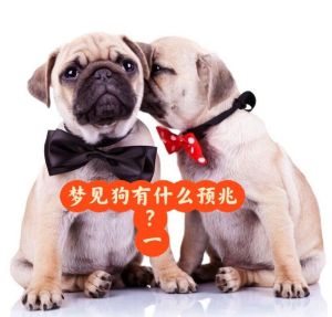 梦境解析：已婚女人狗咬手出血的喜剧启示！