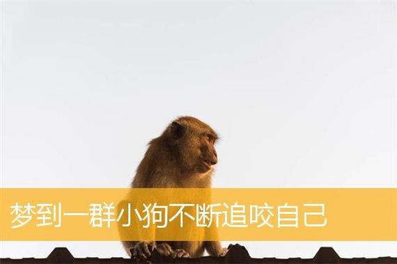 小明梦中小狗咬他？揭秘梦境背后的心理秘密！