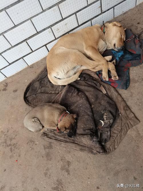 女人梦见捉狗解析：揭秘梦境吉凶预兆与生活指引