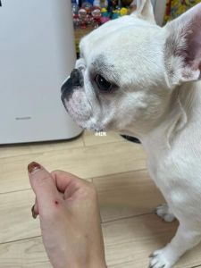 解梦：狗咬右手，揭秘潜意识秘密