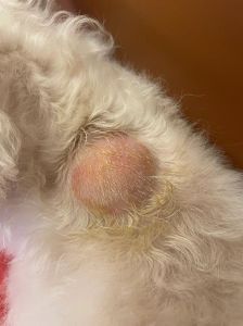 狗咬脖子梦境解析：揭秘心理生活深层寓意