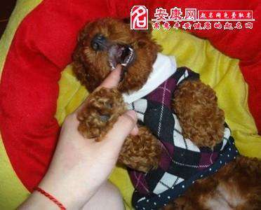 梦境小狗咬手指的秘密与吉兆