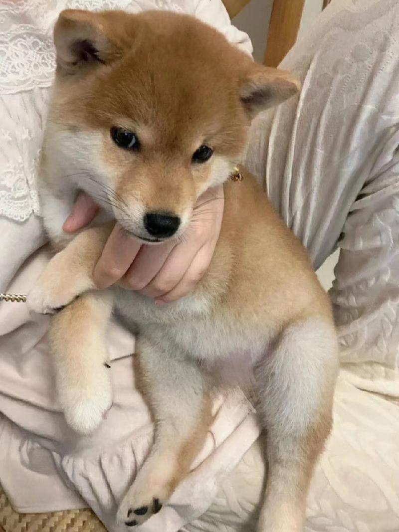 梦见狗咬腿的象征意义与生活启示