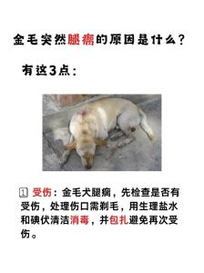 解密梦境：狗咬腿预示什么？财富还是贵人相助？