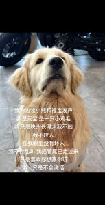 狗咬背后的三层奥秘：财运人际关系与潜意识