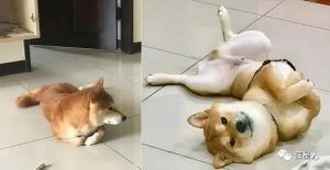 一天3次被狗狗的蝴蝶结卡趣事：卡花心背后的安全与解决之道