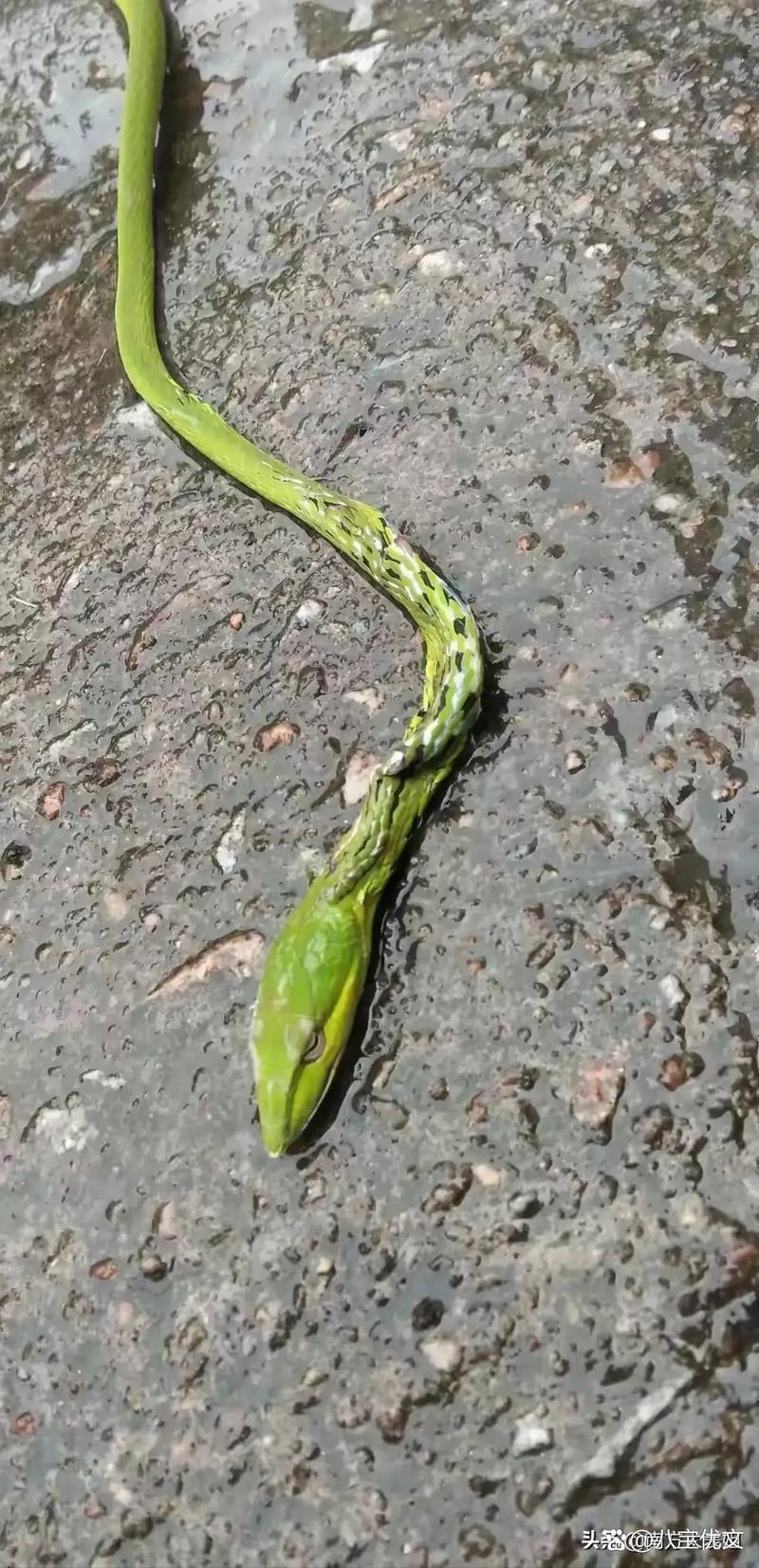 冬天蛇路遇：吉凶之谜揭晓