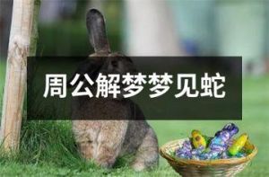 解密梦境：蛇的预示，揭秘内心恐惧与期待
