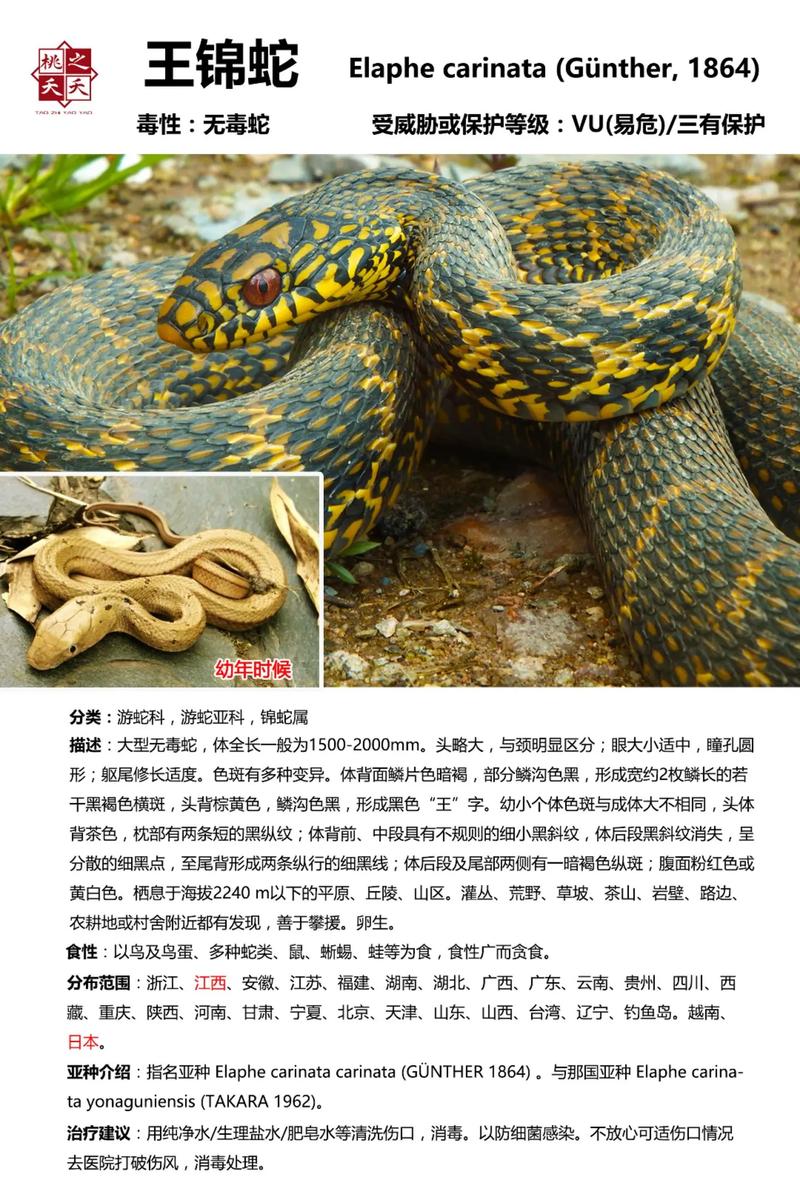 家蛇吉凶揭秘：好运还是不幸？