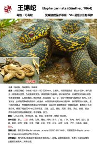 家蛇吉凶揭秘：好运还是不幸？