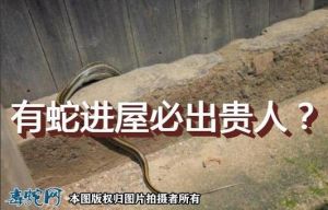 蛇闯家门：吉祥还是灾祸？科学应对之道