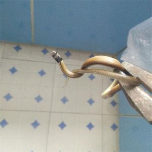 揭秘家中蛇现十大预兆，探寻传统文化奥秘