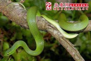小蛇入宅：古老征兆解析与应对智慧