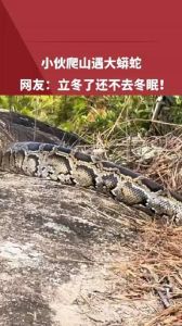 解密梦境：冬眠大蟒蛇的深层心理启示