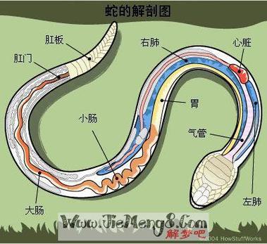 揭秘蛇群环绕梦境：力量与危机的深层寓意