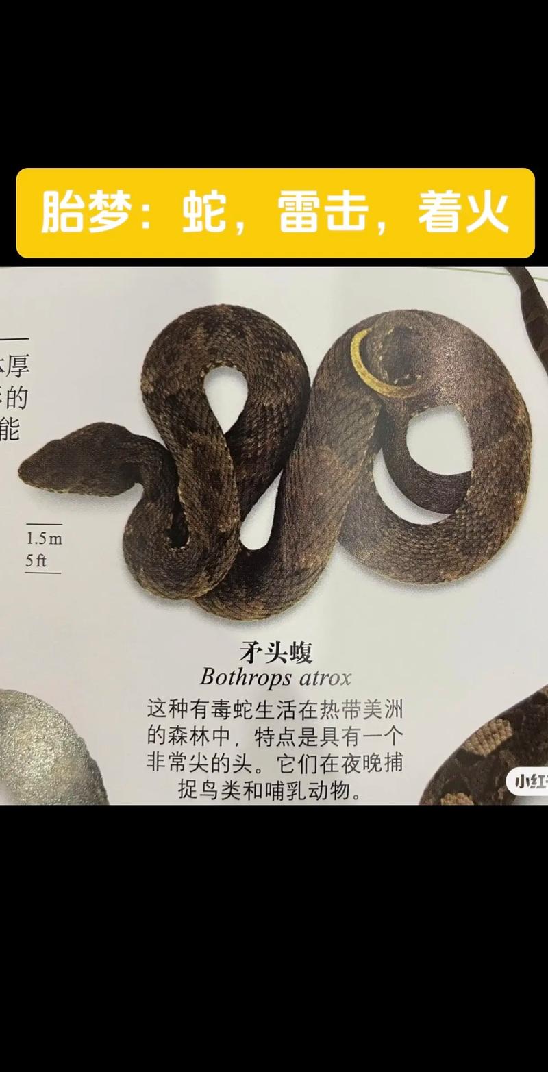 梦境解密：蛇从地底涌出，深层寓意及预示揭秘