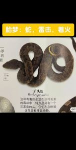 梦境解密：蛇从地底涌出，深层寓意及预示揭秘