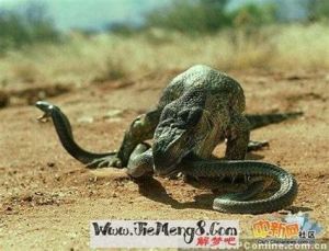 梦见满地黑蛇：揭秘象征意义与内心波澜