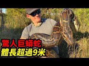 蛇的吉凶之谜：揭秘文化象征与心理解读