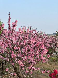 四大星座桃花盛开，浪漫邂逅命运佳缘