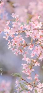 2025桃花盛开花签，你的爱情运势揭秘！