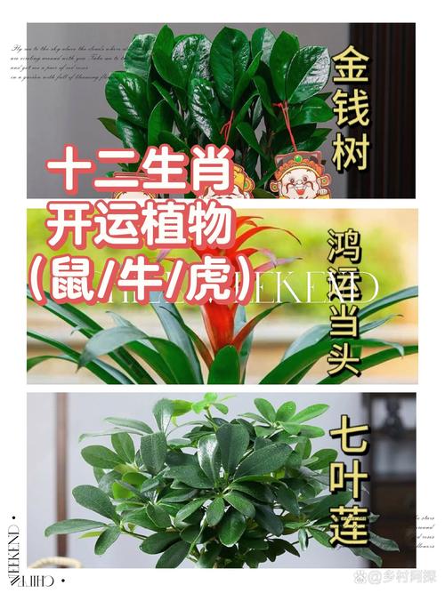 12月生肖运势：鼠牛虎财运旺，抓住机会享财富！