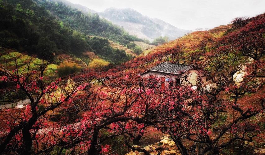 生肖智慧之旅：苦尽甘来桃花开