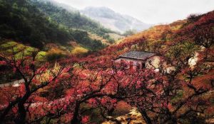 生肖智慧之旅：苦尽甘来桃花开
