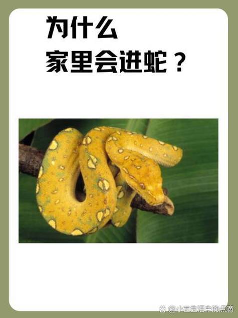 家蛇之谜：吉凶预示与生活智慧揭秘