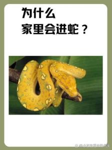 家蛇之谜：吉凶预示与生活智慧揭秘