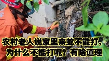 揭秘：蛇入屋的神秘象征与吉凶分析