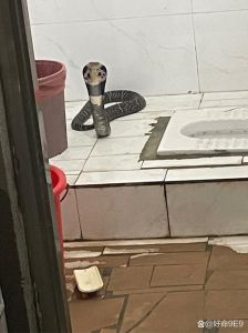 揭秘家中蛇影：科学风水中的神秘预兆