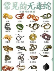 蛇的神秘面纱：探秘民间信仰与象征意义