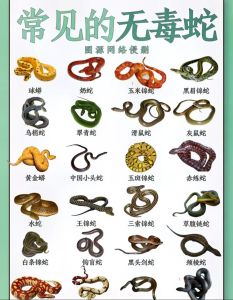 家蛇揭秘：中华文化中的蛇寓意与驱蛇妙招