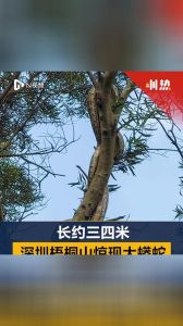 深圳梧桐山蟒蛇拦路：奇观背后的人与自然考验