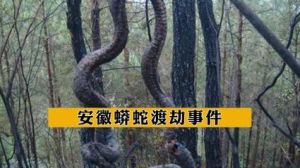 1995年巨蟒遇难与三星堆文明：揭秘古蜀国神秘面纱