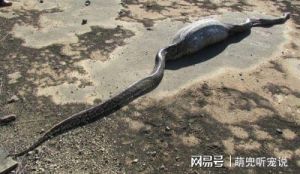 巧除蛇患，守护家园：揭秘驱蛇实用方法