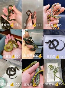 蛇爬坡：中国文化的多重象征与人生启示