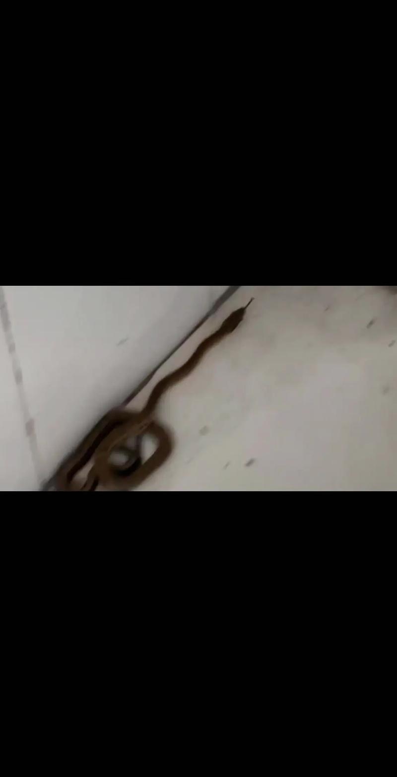 家中蛇兆风水解析：好运还是不祥？深度探讨