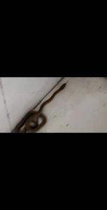 家中蛇兆风水解析：好运还是不祥？深度探讨