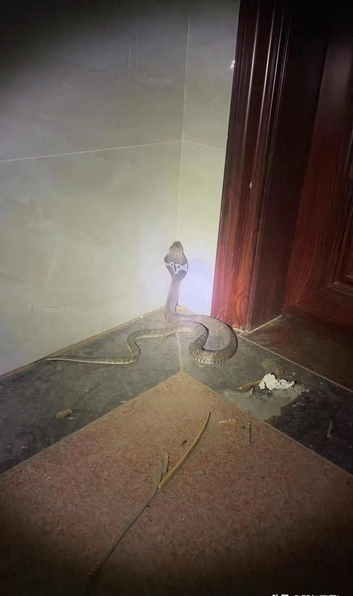 神秘不速之客：家中蛇的吉兆之谜